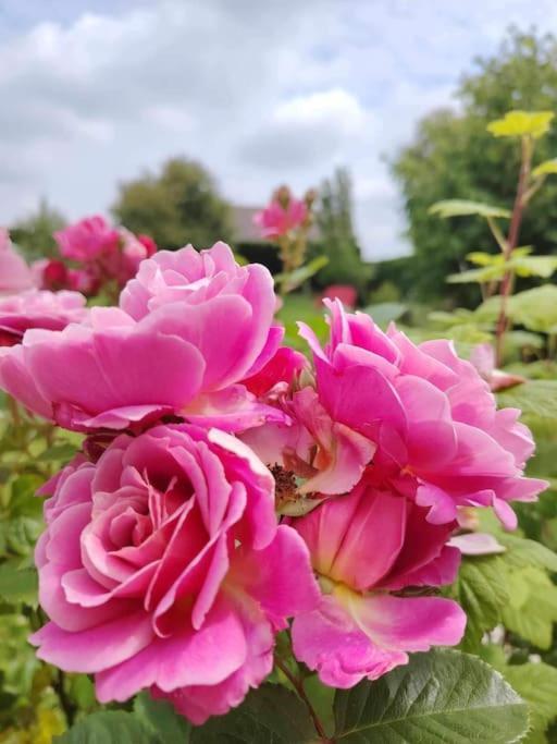 Le Jardin Des Lacs Gite Nature Et Spa Ardres Exterior foto